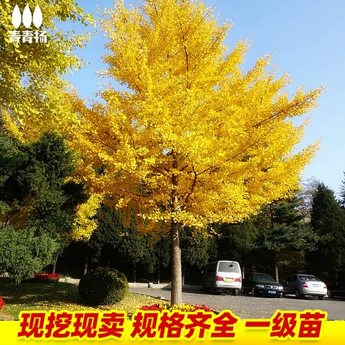 [Список горячих продаж] Дерево Ginkgo Gonde Leaf теперь копает уровень саженцев