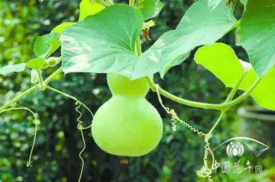 Gourd seeds-take two free gifts from our store.