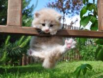 To fill the post of the link