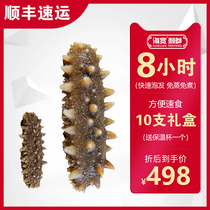 Sea wide speed sea cucumber organic light dry sea cucumber 8 hours soaking sea cucumber free of boiling sea cucumber dry goods 10 gift boxes