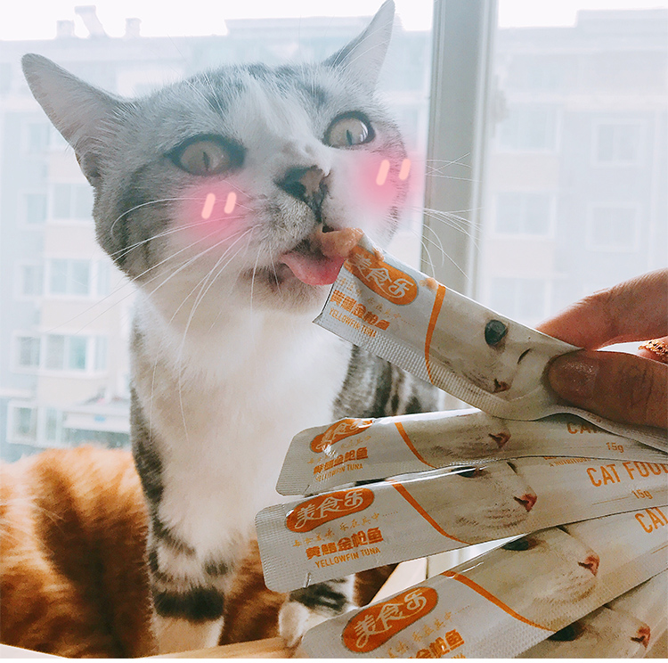 Earth Cat Pet Food Le 15 chi nhánh tươi của Le Yu thành một con mèo nhỏ thức ăn ướt lỏng chất lỏng đồ ăn nhẹ dinh dưỡng dán hạt zenith cho mèo