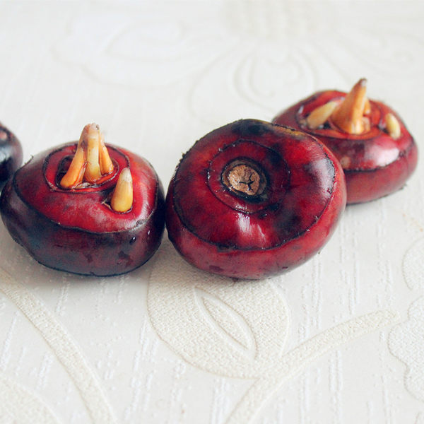 生之润 现挖现发 新鲜马蹄荸荠5斤 天猫优惠券折后￥15.5包邮（￥18.5-3）送马蹄刀