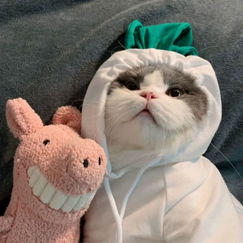 Новая осенняя и зимняя коробка для собачьей одежды для собак маленькая и средняя зимняя битва бишон медвежь