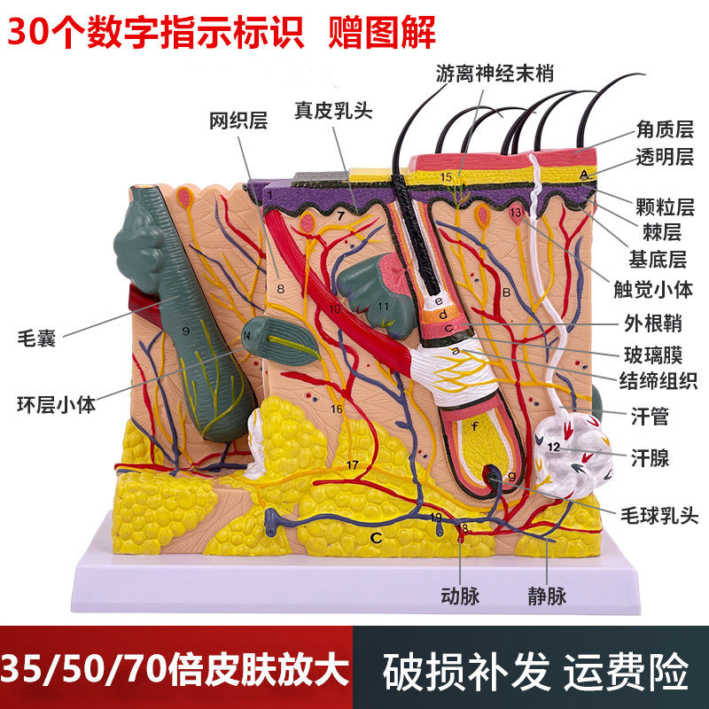50倍人体皮肤组织结构放大解剖模型医学美容整形立体皮肤放大模型