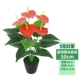 Cây giả cây giàu mô phỏng cây lớn sàn chậu trồng cây nhựa hoa giả phòng khách trang trí nội thất mô phỏng cây xanh - Hoa nhân tạo / Cây / Trái cây hoa hồng giả đẹp
