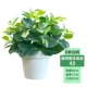 Mô phỏng cây nhựa hoa giả lá xanh trong chậu cây xanh phòng khách trang trí nội thất sàn bonsai cây hoa trang trí - Hoa nhân tạo / Cây / Trái cây bình hoa giả trang trí phòng khách