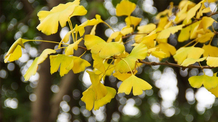 花中活化石丨銀杏 你知道它的繁殖方法嗎 淘寶海外
