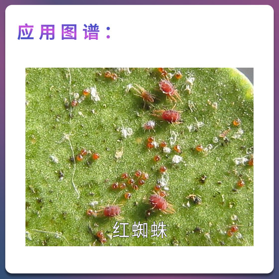 Syngenta Wing Selection 99% Mineral Oil Citrus Tree Red Spider Mite Remover Pesticide Insecticide EC 1L-4L