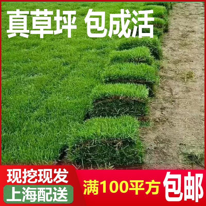 全国草皮基地配送