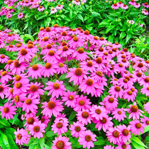 Cold-resistant Purple Pine Nuts 4 Seasons Easy to live for many years Purple Cone Flower Seeds Resistant to Cold and Barren And Barren-resistant Chrysanthemum Seeds