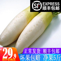 Fresh Northeast White Radish Luo Bu Shunfeng