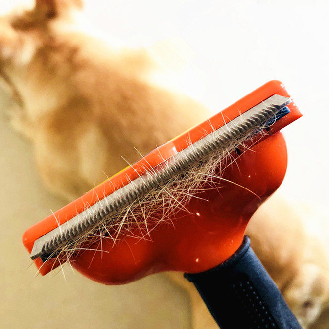 Dogs combed deities to flick Fairy Labrador Combs Brush Bulldog Faru Hairbrush Chai Dogs Short Hairy