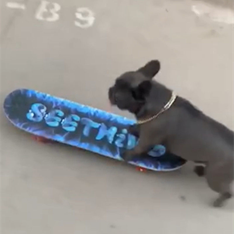 Pooch Scooter Practice Pet Skateboard Farinfighting Infighting Law Bull Bulldog British Bull Skateboard Exclusive Skateboard Kirky