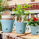 Balcony thickened flowerpot ຖາດດູດນ້ໍາອັດຕະໂນມັດຫ້ອງຮັບແຂກພາດສະຕິກທີ່ບໍ່ມີນ້ໍາກາລອນ radish ສີຂຽວການເກັບກູ້ຂະຫນາດໃຫຍ່