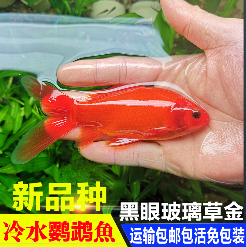 Watch Fish Cold Water Blood Parrot Hair Chaine Grape Eyeskin Black Eyed Grass Gold Good Goldfish Red Grass Golden Wind Water Fish Living