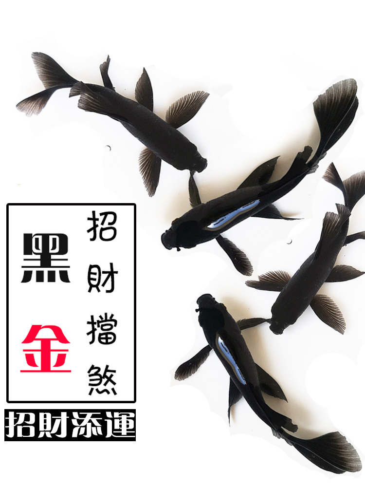 Cold water ornamental fish Black grass gold live fish Feng Shui lucky fish Pure black gold dragon and phoenix koi long and short tail good koi