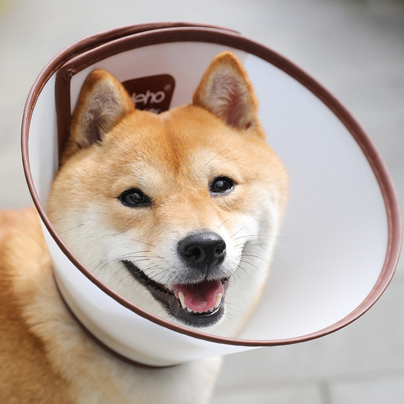 Elizabeth Circle Large canine fur hair hood Puppy dog headgear Anti-biting anti-licking cat Pet Illisha White Item Circle