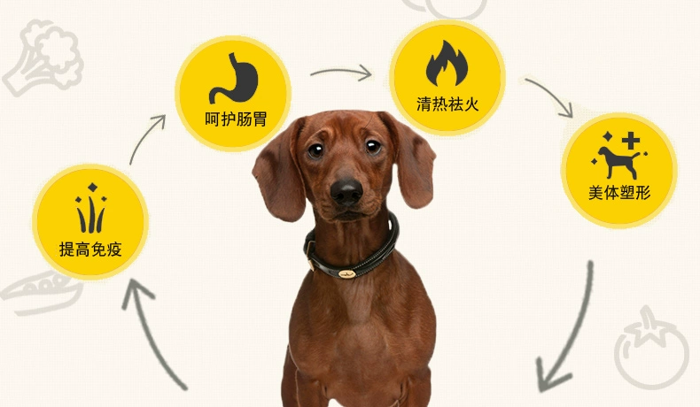 Thức ăn cho chó Dachshund 5kg thức ăn đặc biệt 10 kg nạp chó nhỏ chó trưởng thành chó con nói chung vẻ đẹp tóc canxi hạt tự nhiên - Chó Staples