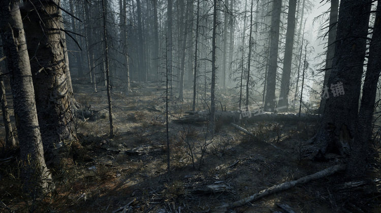 图片[15]-MW Burned Dead Trees Forest Biome燃烧森林死树枯木UE5虚幻5.1-cg男孩