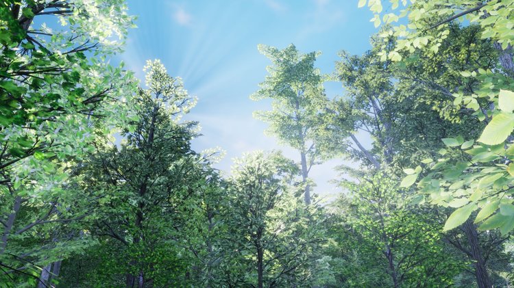 图片[5]-Northeastern US Plants and Ecosystems植物生态系统UE5环境UE4-cg男孩