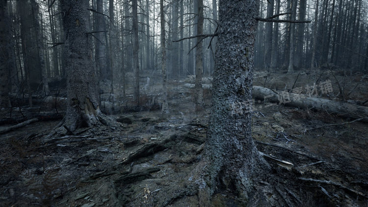 图片[21]-MW Burned Dead Trees Forest Biome燃烧森林死树枯木UE5虚幻5.1-cg男孩