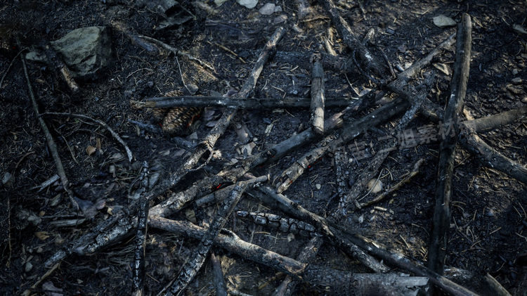 图片[10]-MW Burned Dead Trees Forest Biome燃烧森林死树枯木UE5虚幻5.1-cg男孩