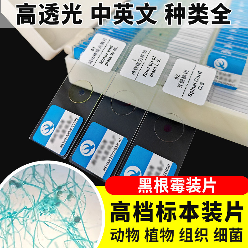 黑根霉装片切片生物切片涂片小学初中高中生物科学实验切片显微镜