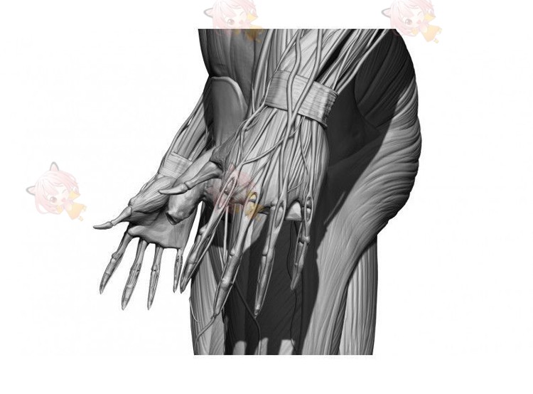 图片[3]-zbrush男女角色基础人物zb模型3d解剖骨骼肌肉C4D人体obj模型建模-cg男孩