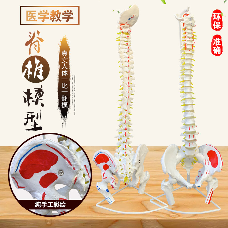 正骨彩色椎体人体脊柱模型人体骨骼模型大脊椎成人1:1带胸椎骨盆