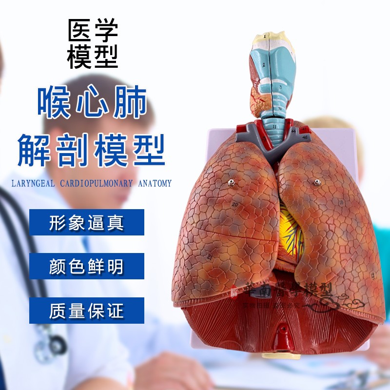 人体喉心肺解剖模型 肺段气管模型心脏模型 喉解剖 呼吸系统模型