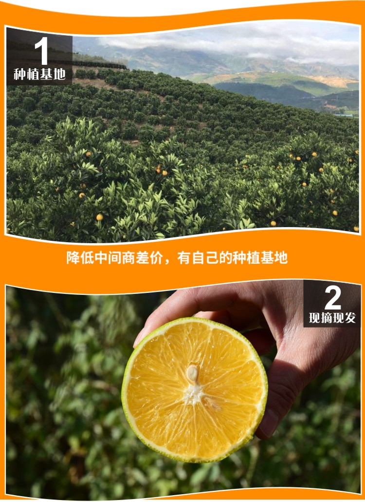 滇圣云南当季冰糖橙 带箱10斤 图2