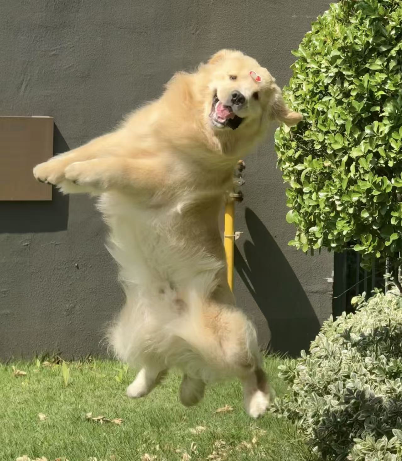 8岁小型犬为啥不能一直吃成犬粮？搞懂这3点再选老年粮