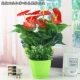 Mô phỏng hoa giả cỏ xanh cây anthurium hoa giả phòng khách trang trí cây xanh hạ cánh giả hoa chậu trồng cây cảnh - Hoa nhân tạo / Cây / Trái cây cây hoa anh đào giả