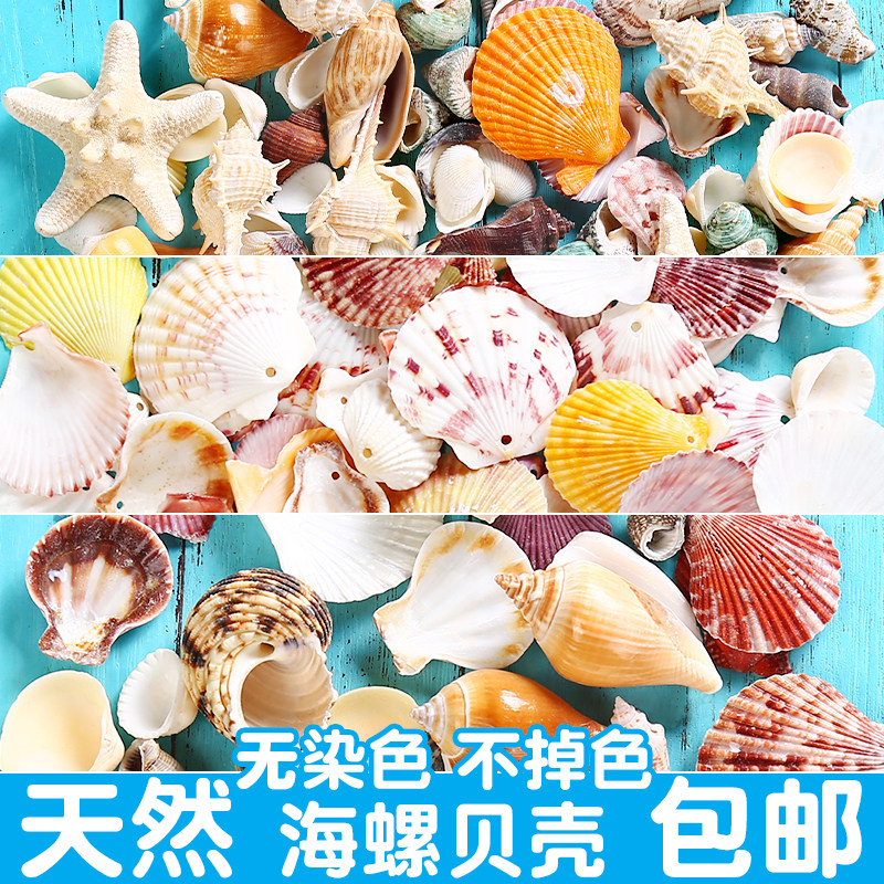 Natural Shells Sea Snail Sea Star Fish Tank Building Artisanal Diy Perforated Rafting Bottle Decorated Rolls Berfish Sustena Crab Shell-Taobao