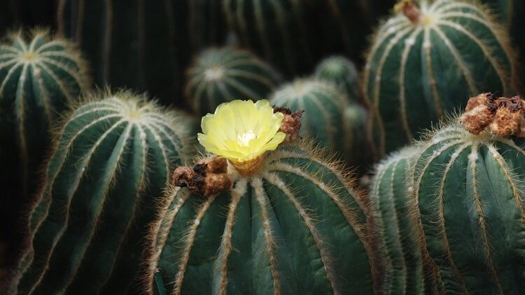 常見的夏型種多肉植物 看看你見過幾種 淘寶海外