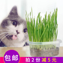 Cat grass cat snacks cat grass seed cat grass potting set edible hairy ball conditioning stomach pet supplies