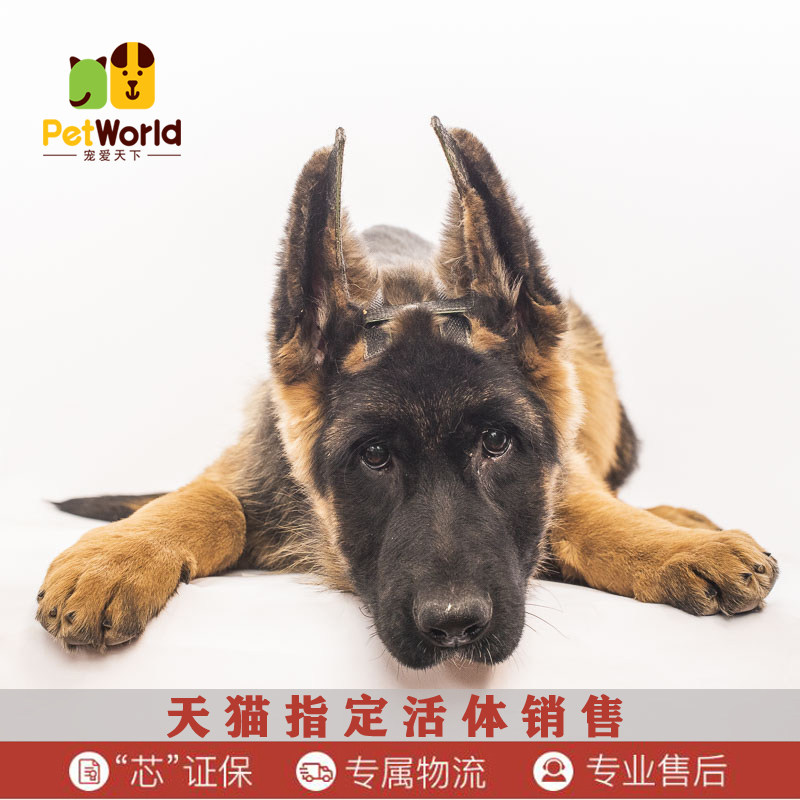 purebred german shepherd puppies