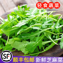 Arugula Fresh Arugula Leaf Salad Vegetable Ingredients Light Western Food Lettuce Edible Rocket Vegetable SF