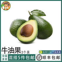 Avocado Big Fruit Fresh Fruit 2 Pack Big Mac Avocado Salad Ingredients Sweet Single Fruit 150g-180g