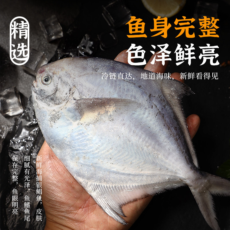舟山野生银鲳鱼与养殖鲳鱼有何区别？如何挑选新鲜鲳鱼？-鲳鱼-淘宝好物网