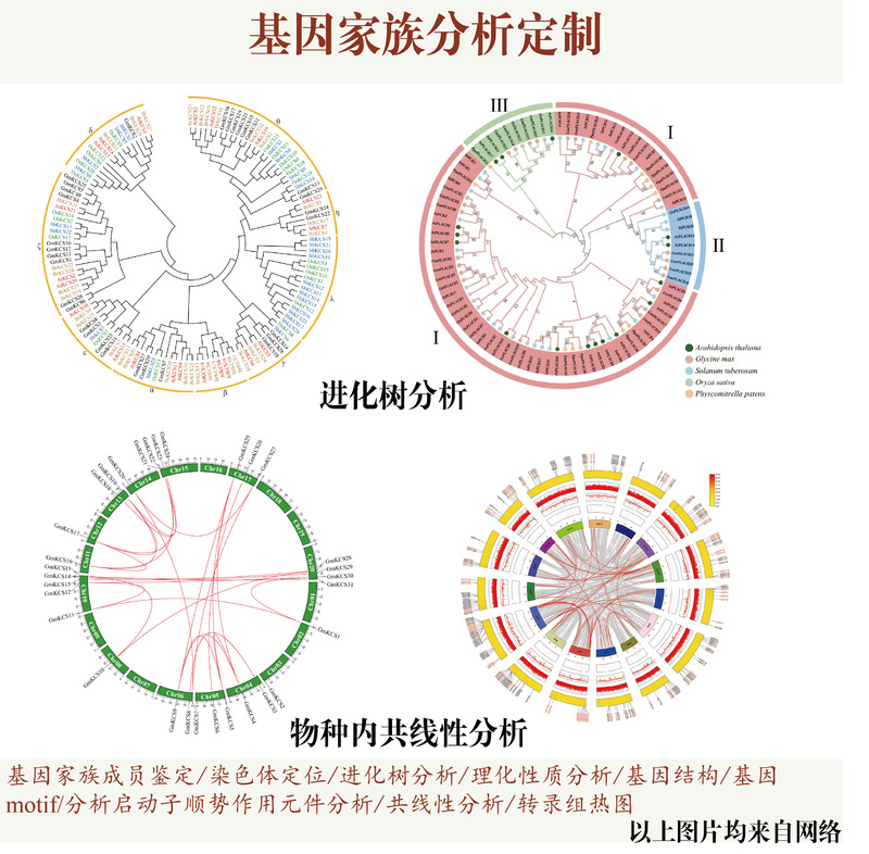 Gene Family Analysis Services, Including Identification of Gene Family Members, Chromosome Mapping, Phylogenetic Trees, and Collinearity
