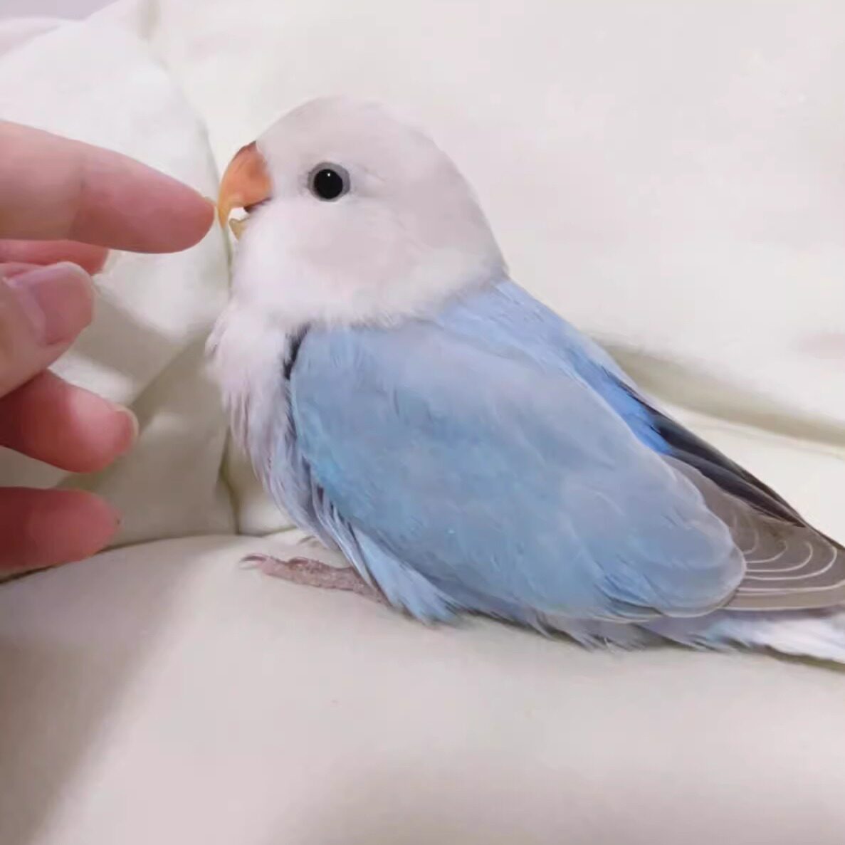 💥养鸟新手必看！蓝熏牡丹鹦鹉幼鸟手养一对全攻略｜萌到心化+超适合学生党&小朋友的治愈小鸟大揭秘-鸟-淘宝好物网