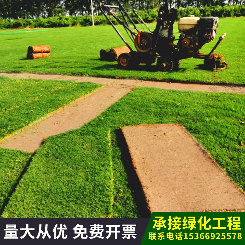 Turf real lawn with soil sheargrass cold-resistant four seasons green garden greening green grass with soil Manila lawn