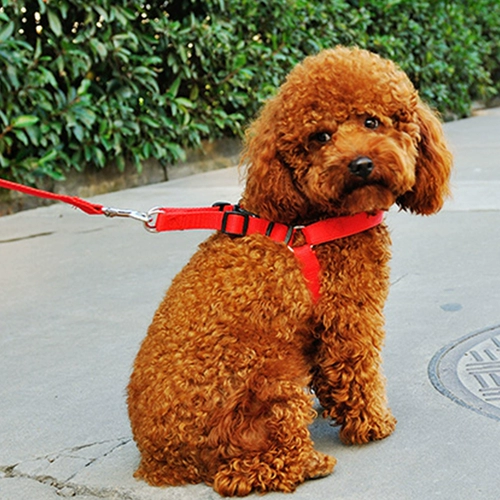 Цепи собаки большая собака средняя собака маленькая собачья воротник Тропительный веревка анти -священная веревка для собак