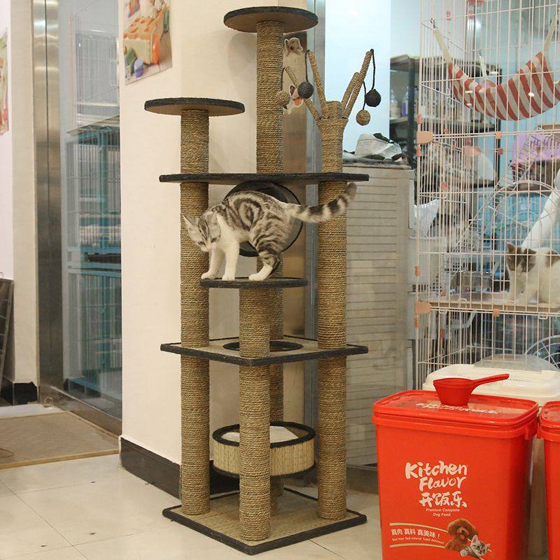 Cat crawling cat's nest cat tree cat cat cat cat cat cat cat cat cat cat cat shelf solid wooden sword