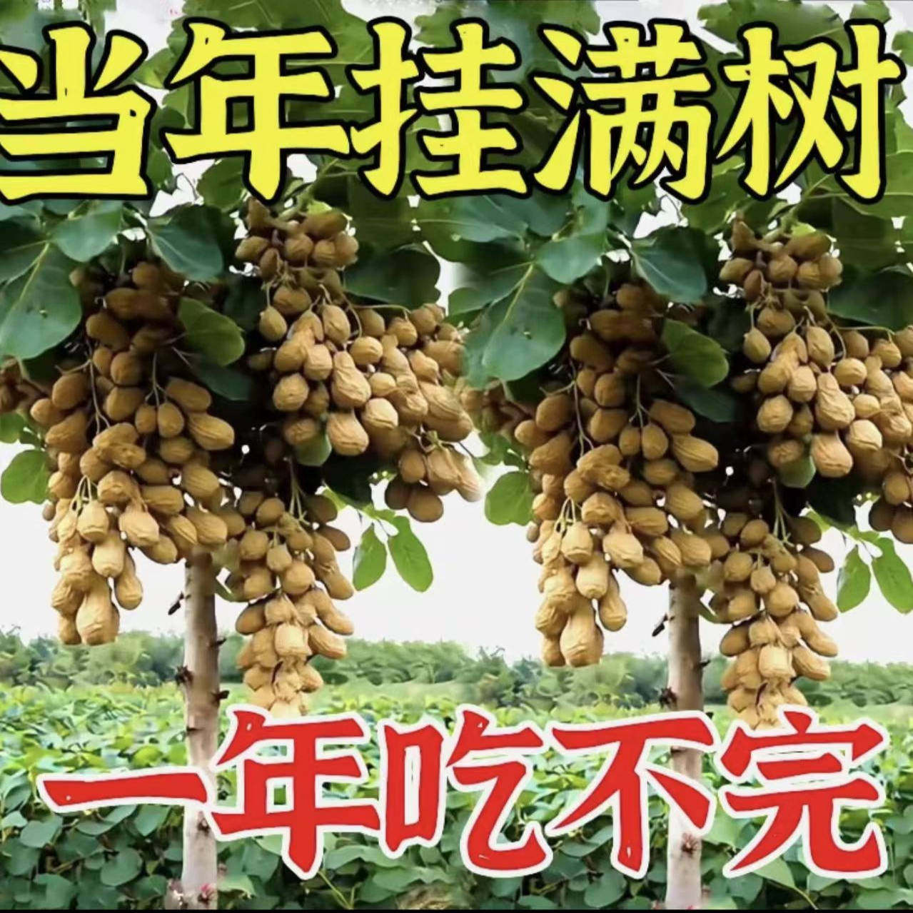长树上的花生!当季大粒高产种子,高油抗病抗旱,种出爆米花级美味!-鸟零食-淘宝好物网