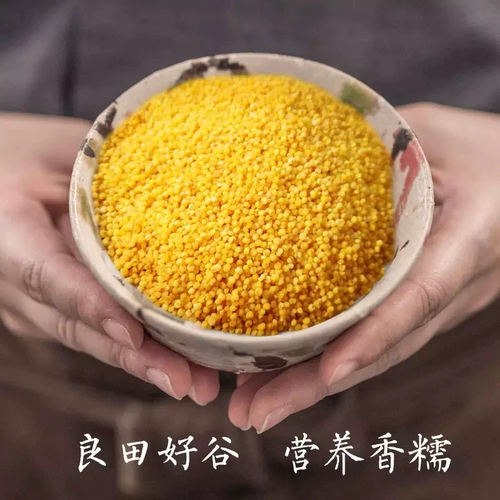 Шаньси специализированный фермерский дом Yangqu Желтая просо Свежая желтая желтая рис беременная женщина. Переживание рисовой жир.