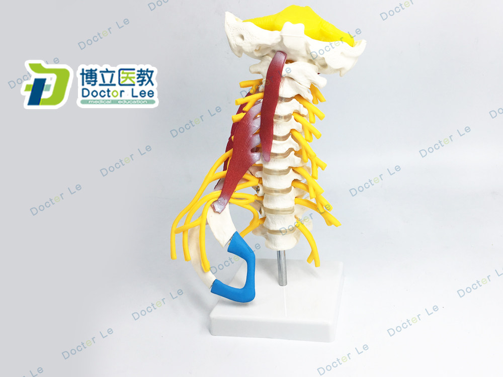 人体颈椎模型 颈椎椎骨模型颈部肌肉模型颈神经模型 椎间盘模型