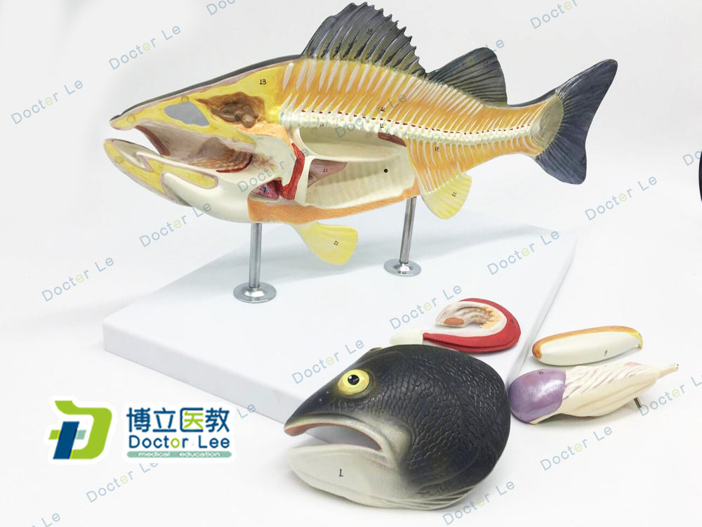 鱼解剖模型可拆卸内脏 生物动物模型水产养殖专业科学教学模型
