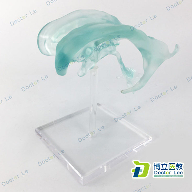 进口模型 自然大脑解剖模型 脑动脉解剖模型侧脑室模型 脑模型